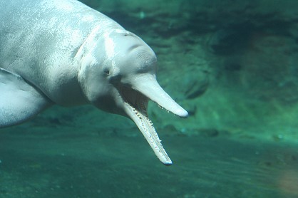 NervousNightgown Suesswasser-delfin-delphin-002-zoo.jpg