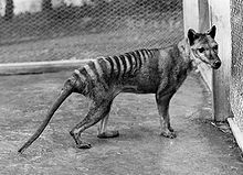 NervousNightgown 220px-Tasmanian wolf.jpg
