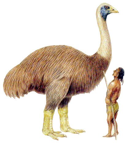 Epiornis.jpg