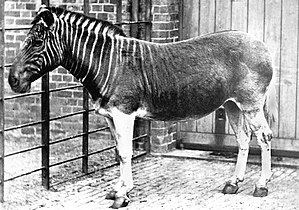 NervousNightgown 300px-Quagga photo.jpg
