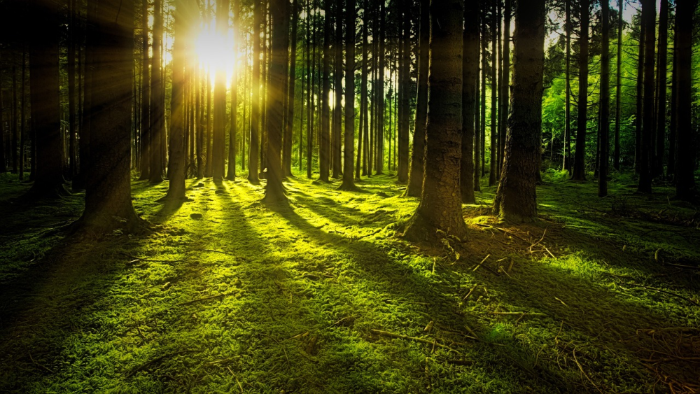 Alhec Trees-3294681 1280.jpg