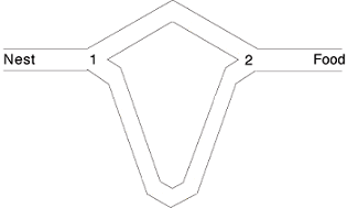 Brooks_DiffLengthDoubleBridge.png