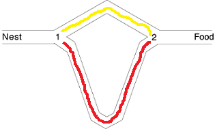 Brooks_DiffLengthDoubleBridge2Final.png