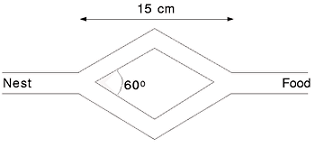 Brooks_SameLengthDoubleBridge.png