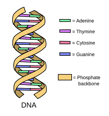 S3alhaes_DNA.png