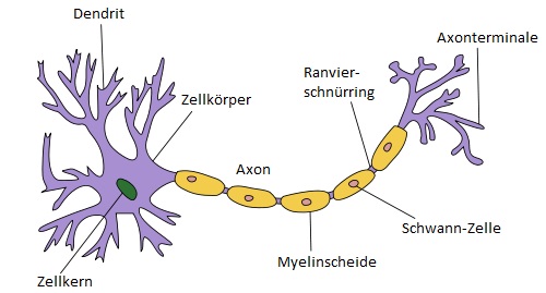 S3alhaes_Neuron.jpg